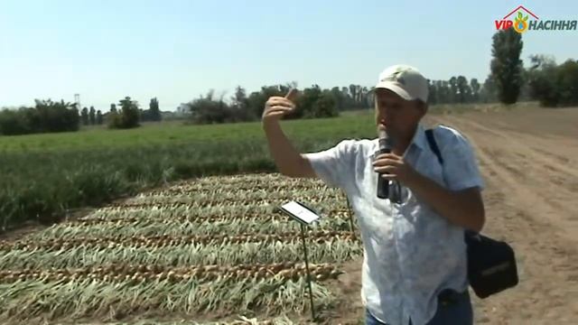 Коллекция новинок гибридов лука от компаний Seminis и Cora Seeds, день поля 04.08.17 г. Каховка смотреть онлайн