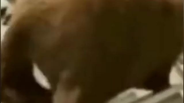 Медвежий ТВЕРК смотреть онлайн