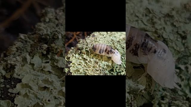 Забавная линька мокриц смотреть онлайн