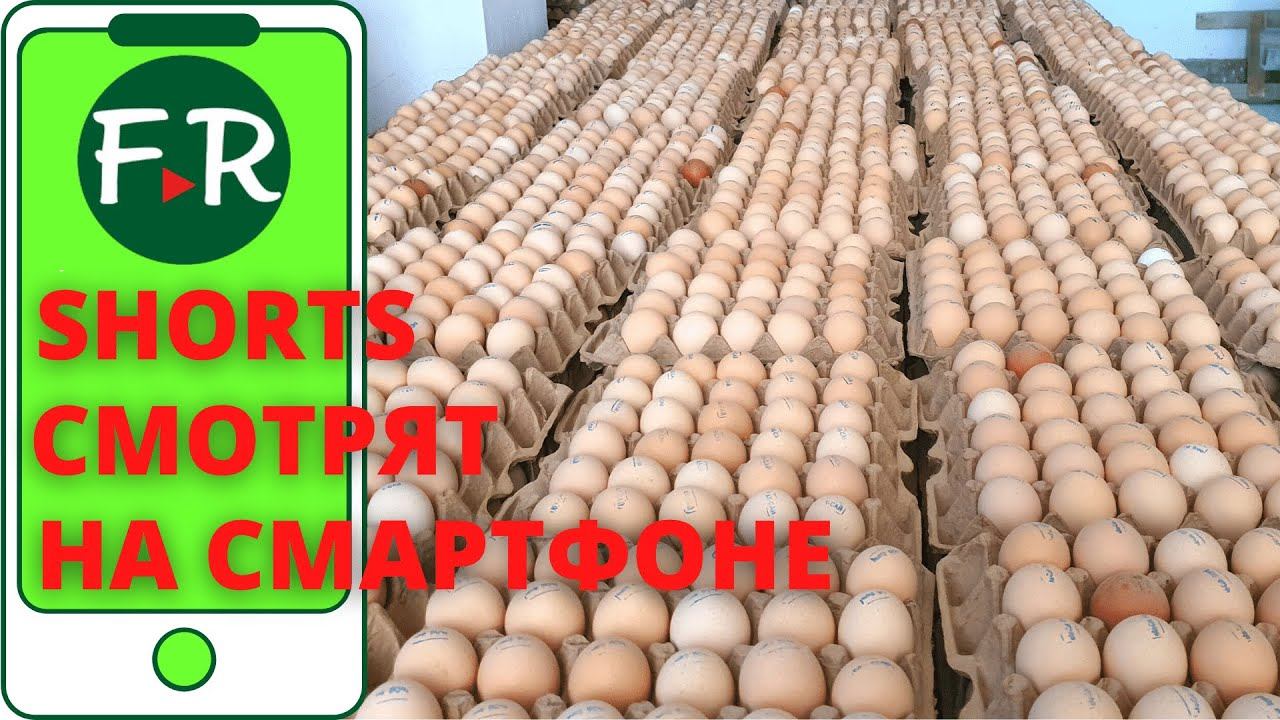 Куры несушки Декалб. Ферма в горах Кыргызстана