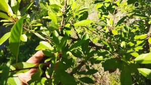 Сливово-вишневий гібрид мейнор.