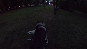 Схватка 11 месяцев Хаски по имени Тайсон и 6 месяцев Маламут по имени Майк