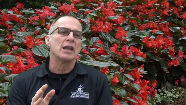 #12 - Whopper Rose Begonia смотреть онлайн