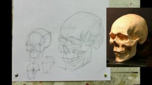 Рисунок черепа в двух ракурсах, 1 часть