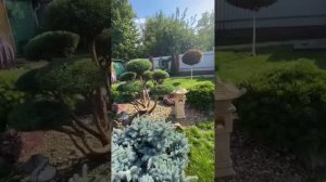 Стрижки хвойных и лиственных деревьев. Обзор, лето 2022 Тимур/Тарапатин