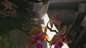 Орхидея Микки Голден Санд трилипс цветет.🌺