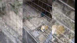 Новозеландский попугай какарик голубой