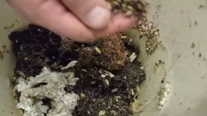 Продолжаем кормить восковую моль