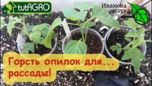 ОПИЛКИ ДЛЯ РАССАДЫ: в чем польза и как правильно использовать для крепкой и сильной рассады.
