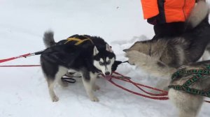 Хаски в упряжке !