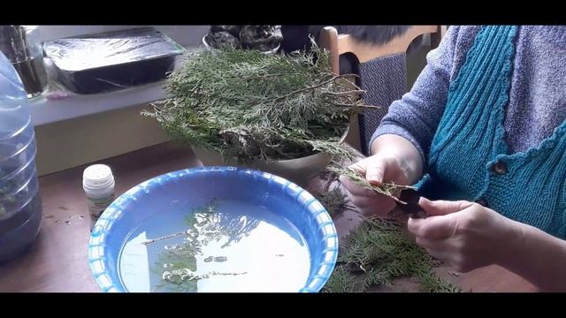 Черенкуем тую Ауреа Нана. Январь - хорошее время для черенкования. смотреть онлайн