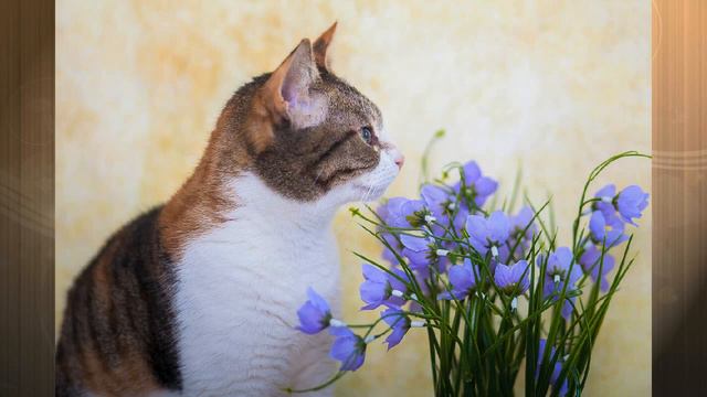 Счастливая история несчастной кошки МАРУСИ смотреть онлайн