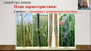 6 класс- Биология - Тема: Класс Однодольные. Семейства Лилейные и Злаки.12.05.20.