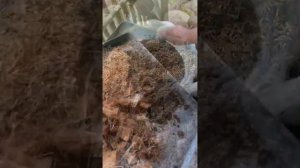 Aglaonema Propagation | Red Panama