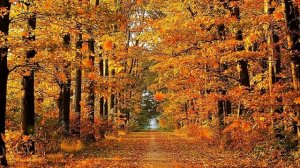 КРАСИВЫЙ ФУТАЖ  ОСЕННИЙ  ЛИСТОПАД