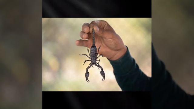 Khawab Mein Bichu dekhna| Bichu ka Katna| Bichu ko Marna| Bichu se darna| Bichu ka dasna| Scorpion| смотреть онлайн