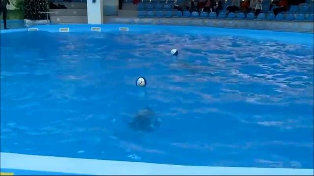 Алматинский дельфинарий Немо. Шоу-программа морских артистов "Дари любовь". смотреть онлайн