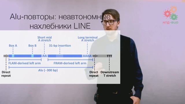 Перестройки генома. Транспозоны и пластичность генома