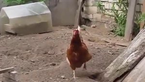 Доход от кур несушек за 2 года   полный расчёт   бизнес   птицеводство