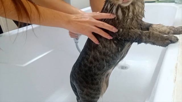 Купаем кота шотландца - полный процесс смотреть онлайн