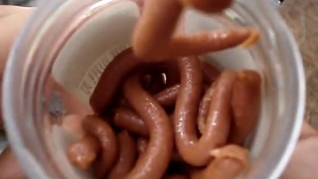 Fishing with the new gulp bait смотреть онлайн