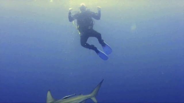 Scuba Diving with Sharks, Protea Banks, South Africa. Shark Dance смотреть онлайн