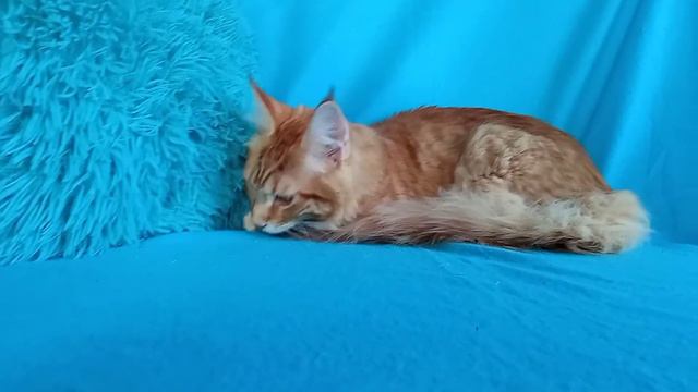 мейн кун котик можно спросить смотреть онлайн