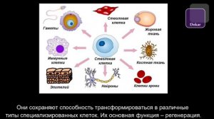 Общая информация о стволовых клетках