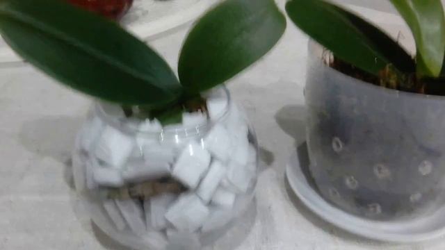 Детка королевской орхидеи в воде.Пеноплекс. смотреть онлайн