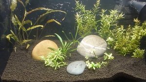 Aqua News №73. Неторопливый запуск креветочника.