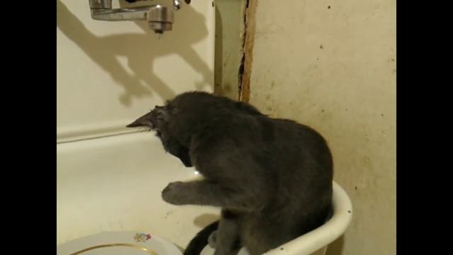 Кот в недоумении : Приколы с котами