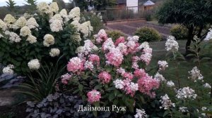 ✿➽ Гортензии в саду. 7 сентября 2022