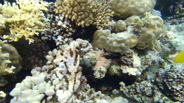 Обитатели Красного моря - чернополосые морские караси / Twobar Seabream. Sunwing Waterworld Makadi.