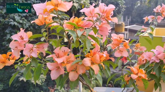 Bougainvillea/Some Basic Bougainvellia Variety. смотреть онлайн