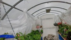 Ранние ТОМАТЫ высадила в теплицу НЕ ОБЫЧНЫМ СПОСОБОМ