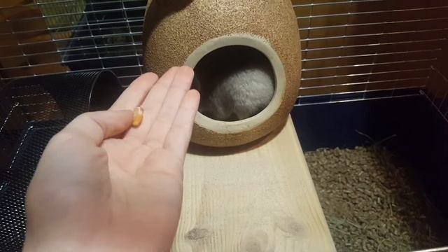 Как приручить шиншиллу