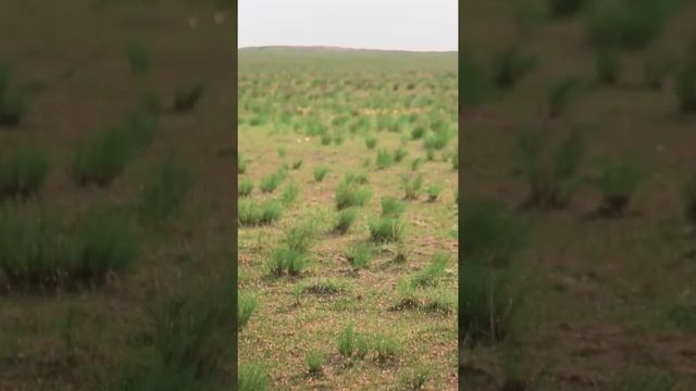 Калмыцкая степь. Природа Калмыкии. Кто живет в степи?