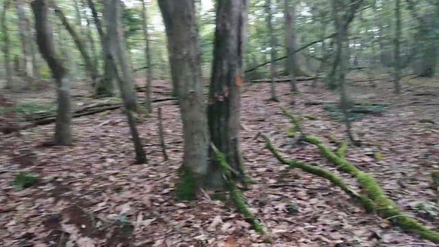 Забрела я в лесок....Франция. смотреть онлайн