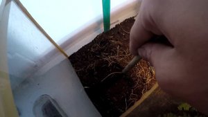 Прыткая ящерица отложила яйца!!