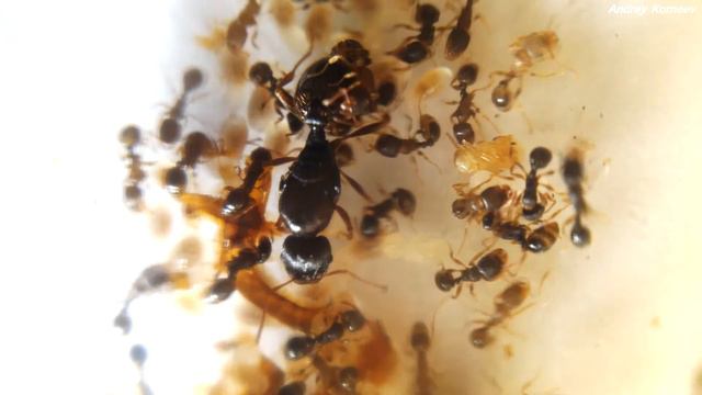 Маленькие пожиратели органики - Tetramorium caespitum смотреть онлайн