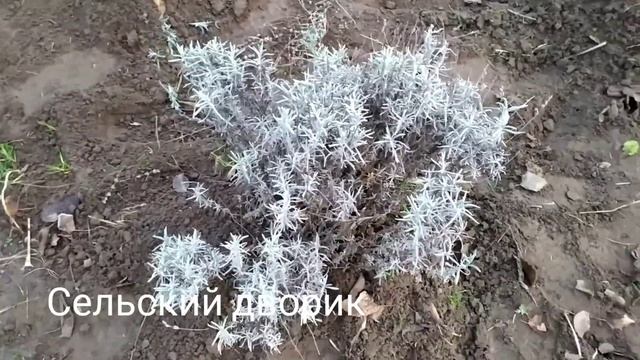 УХОД ЗА ЛАВАНДОЙ ОСЕНЬЮ