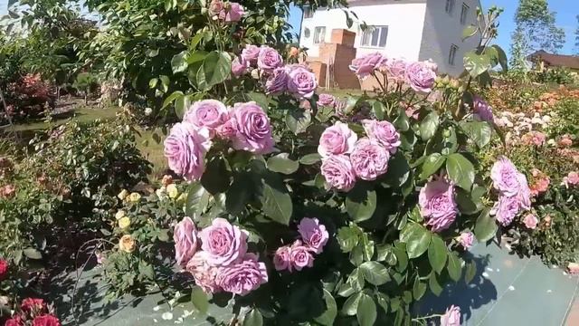 Самые популярные! часть 3 смотреть онлайн