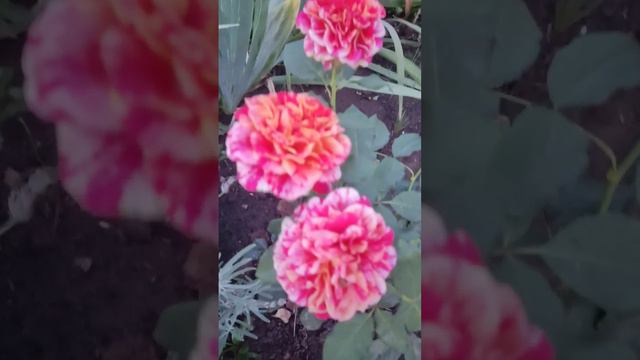 Уже прохладно стало на даче. Пора в город. #дачасадогород #flowers