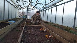 Сажаю помидоры в теплицу под зиму.