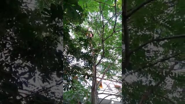 Снять кошку с дерева альпинистами. смотреть онлайн