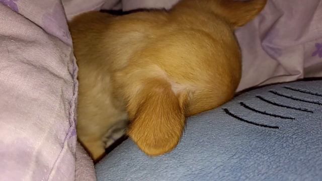 16.01.24 Леонардо сложно перенес вторую #прививка #chihuahua #vlog #влогикаждыйдень #продажачихуаху