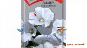 Лаватера красивая Красотка белая ? обзор: как сажать, семена лаватеру Красотка белая