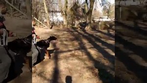 Доберман защита и фас