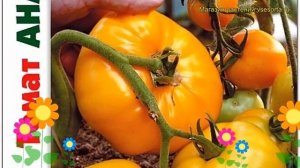 Томат Ананасный. Краткий обзор, описание характеристик solanum lycopersicum Ananasnyj