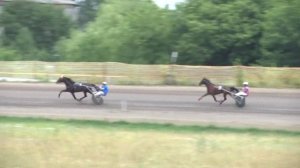 Жеребец русский рысак (6924-1)